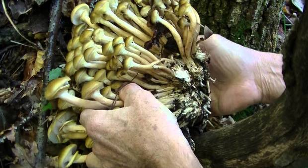Famiglia in gita raccoglie "chiodini", ma erano funghi non commestibili