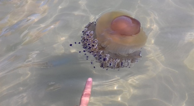 Ancona, il mare pullula di meduse: «Ma non vi preoccupate, sono innocue»
