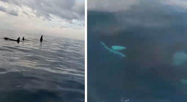 Orche nello Stretto di Messina, i tre animali avvistati da un pescatore: forse sono le stesse di Genova