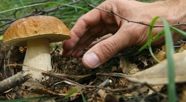 La Comunità Montana “Sabina” apre le iscrizioni al corso per il rilascio del tesserino per la raccolta funghi