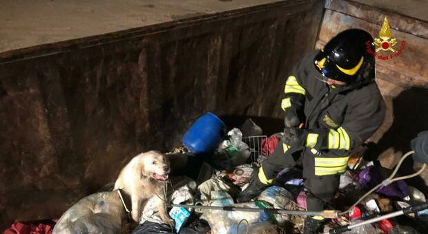 Cane incastrato dentro il container dei rifiuti: liberato dai vigili del fuoco, rischiava di soffocare