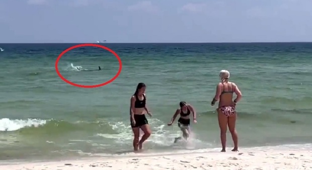 Squalo "impazzito" a riva, le urla dei bagnanti per far uscire chi è in acqua: video è choc