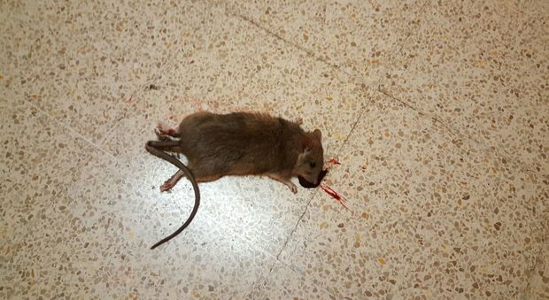Il topo trovato nella scuola