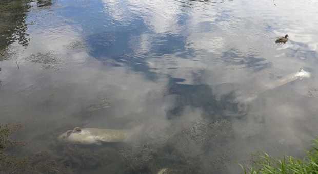 Roma, centinaia di pesci morti nel Tevere. L'Oipa: «Accertare se sono sversamenti tossici»