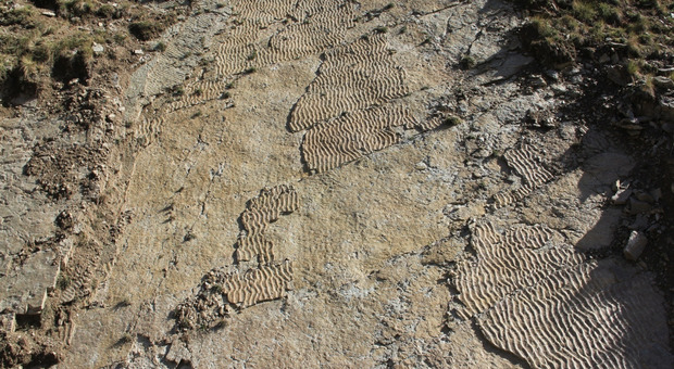 Impronte di grandi rettili preistorici trovate sulle Alpi: risalgono a 250 milioni di anni fa