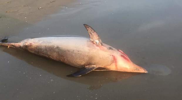 Il delfino (stenella striata) rinvenuto sul litorale romano. foto pubblicata da Creature del Mare Onlus
