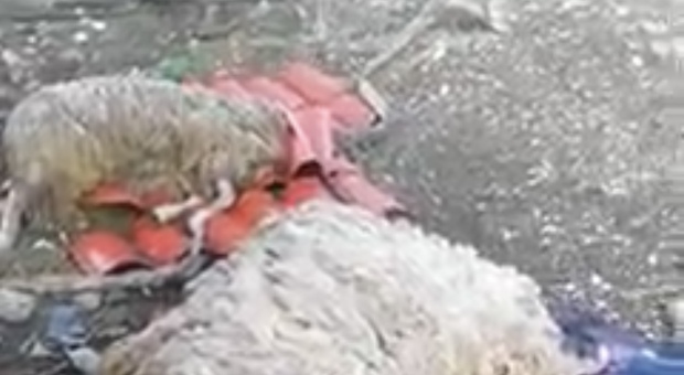 I lupi arrivano vicino alle case, strage di pecore in una fattoria: ecco dove
