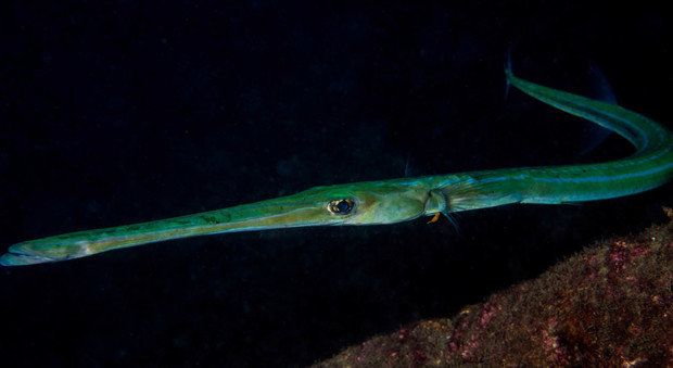 Sorrento, scoperta a Marina Grande: sub fotografa un pesce flauto