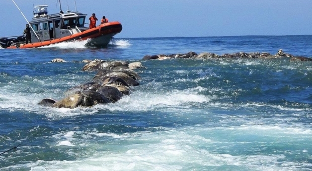 Una nave della Marina messicana interviene nell'area del macabro ritrovamento (foto credit Reuters)