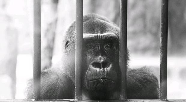 Da 30 anni in catene in un centro commerciale: la gorilla Bua segregata in vetrina