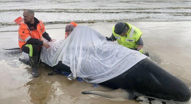 Morte 380 balene spiaggiate sulla costa: la più grande strage della storia dell'Australia