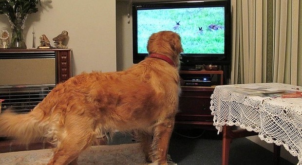 È vero, parola di studiosi: i cani guardano la tv. Ecco cosa preferiscono