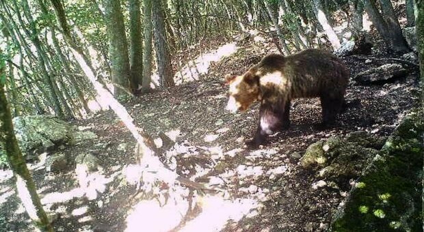 Orso in fuga per la seconda volta in Trentino: Pappillon M49 ha divelto la rete di protezione