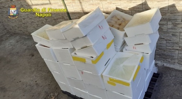 Sequestrata una tonnellata di mozzarella fuorilegge a Napoli Est: pronta per ristoranti e hotel