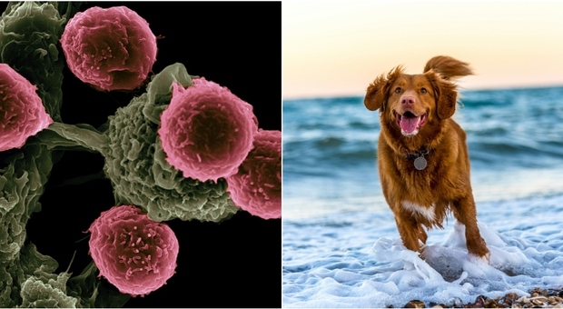 Tumori, il vaccino per i cani raddoppia i tassi di sopravvivenza con la nuova terapia