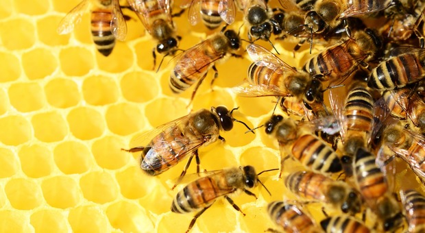 «Fogli di cera contaminati agli apicoltori e pagati con soldi pubblici»