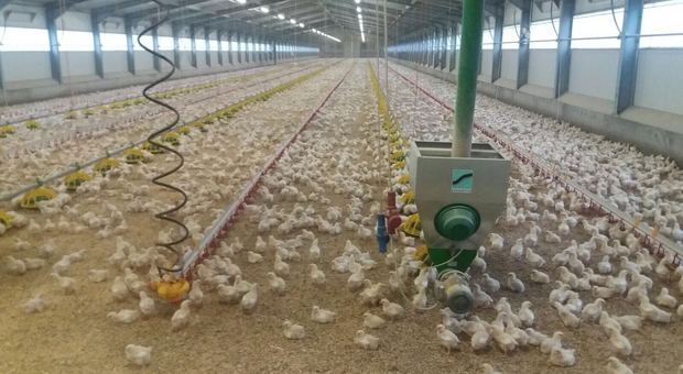 No definitivo dalla Provincia: stop all'allevamento di polli a Corbola