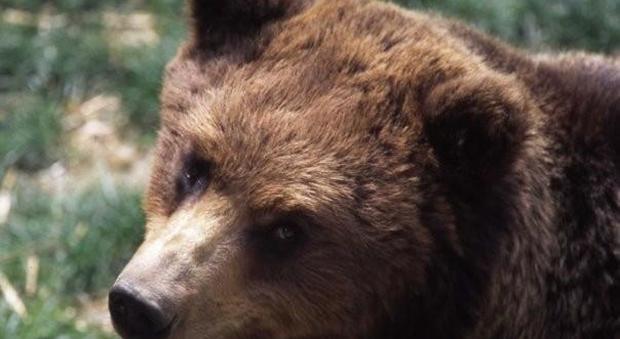Cucciolo di orso bruno avvistato sul Carso e sfiorato da un'auto