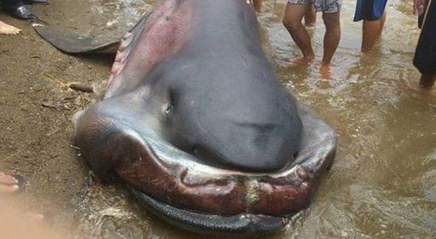 Megamouth, lo squalo rarissimo dai denti mini, spiaggiato: «Colpa dell'uomo»