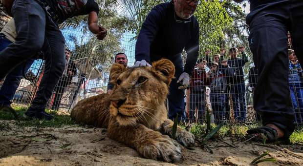 Lo zoo rimuove gli artigli ad una leonessa: «Così possono giocarci i bambini»