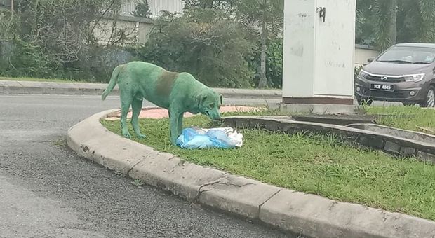 Colorano il cane con la vernice verde, le immagini choc fanno il giro del mondo