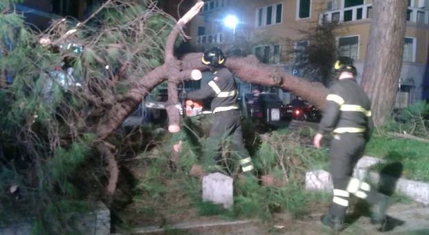 Roma, pino si spezza e crolla sulle strisce pedonali: nessun ferito, ma traffico bloccato