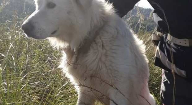 Cilentana, cane abbandonato: polstrada interviene per salvarlo