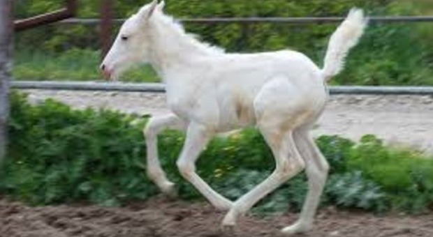 Assisi, la cavallina albina nata in Umbria caso unico in Europa