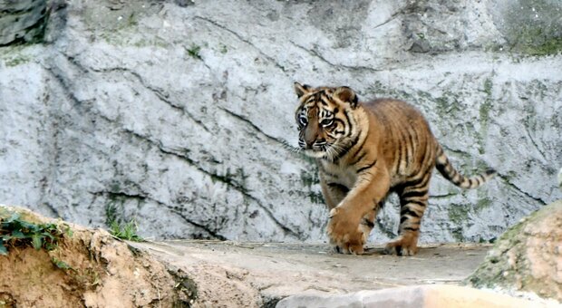 Kala, la cucciola di tigre di Sumatra nata al Bioparco di Roma: ecco la prima uscita "in pubblico"