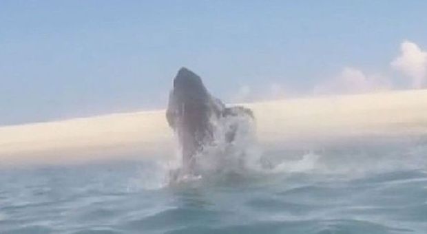 Il video Lo squalo attacca una foca, ma la preda sfodera un colpo segreto e...