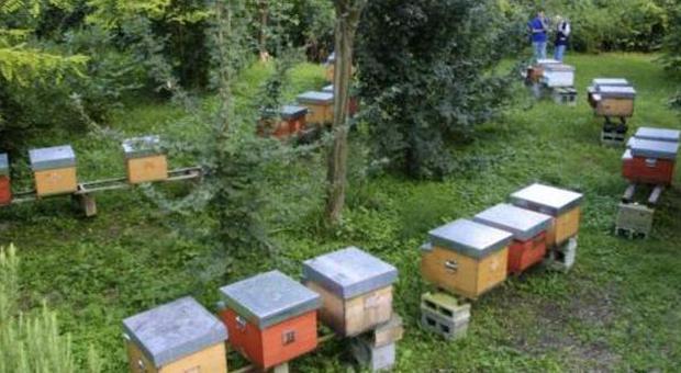 Niente miele: produzione azzerata dal meteo, apicoltori in ginocchio