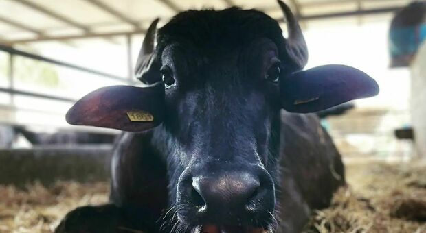13mila bufale abbattute nel Casertano: «De Luca cambi il piano di eradicazione»