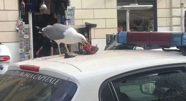 Roma, il gabbiano divora un piccione sul tetto dell'auto dei vigili: scena horror ai Fori Imperiali