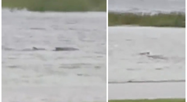 Uno squalo nuota nel cortile allagato dopo l'uragano, il video choc postato sui social e gli esperti confermano: «Non è fake»