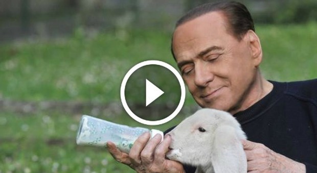 Silvio Berlusconi salva gli agnellini