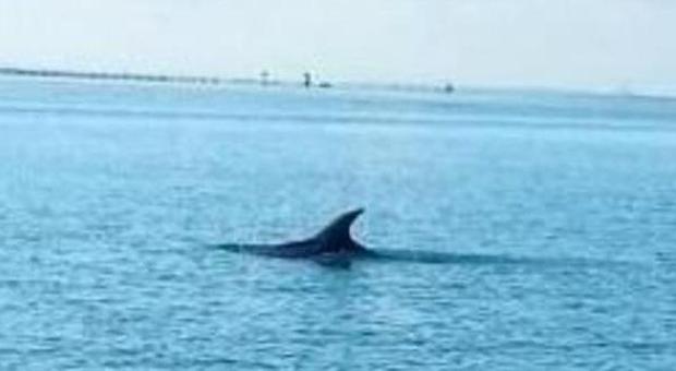 Chioggia, delfino intrappolato nella rete da pesca: morto