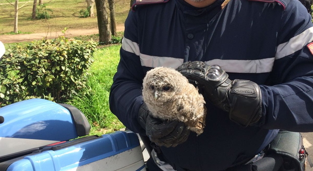 Villa Borghese, i poliziotti della “Nibbio 1” salvano un gufetto caduto dal nido
