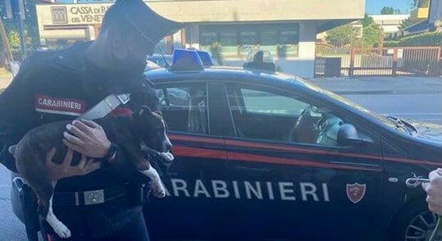 Il cane rubato dopo la "liberazione" da parte dei carabinieri