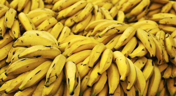 Comprano banane al supermercato: centinaia di ragni velenosi gli infestano casa
