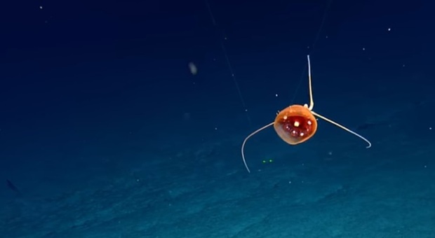 Misteriosa creatura marina, scoperta a 1.400 metri di profondità nel Pacifico: meraviglia degli scienziati. Il video