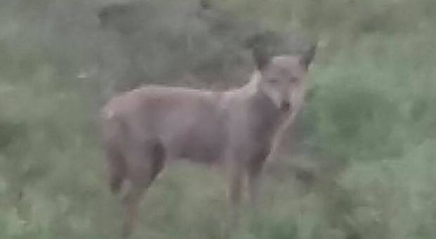 Un lupo nelle campagne di Cassano, appello del sindaco: «Non sparategli»