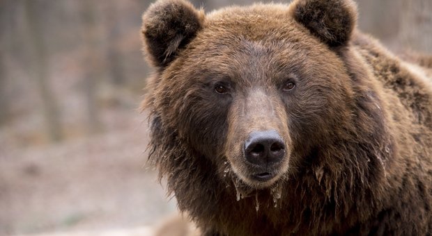 L'orso spaventa il Trentino, scontro sull'abbattimento dell'animale (Foto di Dave Hostad da Pixabay)
