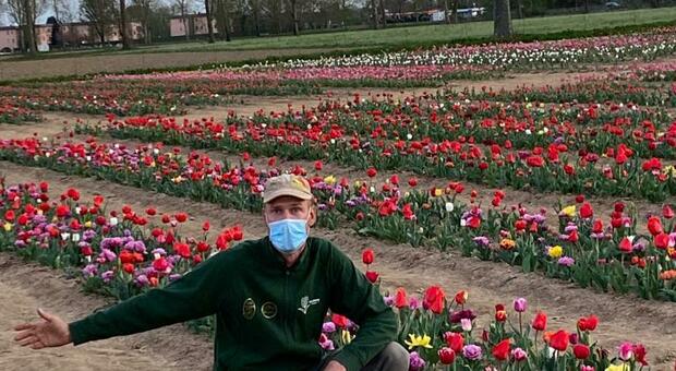 Nei campi di tulipani di Edwin e Nitsuhe ad Arese: «I miei fiori un momento di bellezza in un periodo di difficoltà»