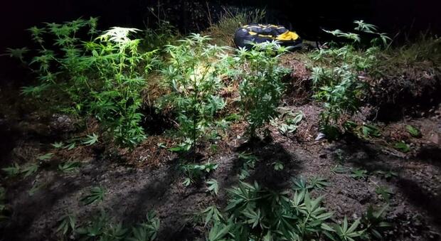 Coltivava marijuana tra i boschi della Carnia, 20enne denunciato, aveva 4 chili di erba pronti per lo spaccio