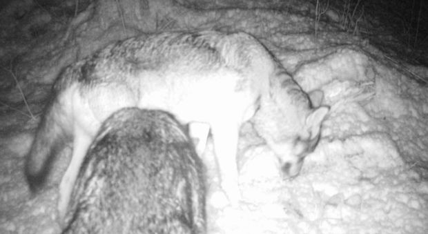 Tornano i lupi sull'Altopiano di Asiago: ecco la prova