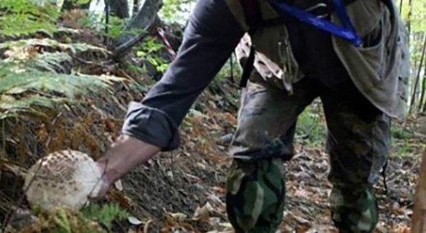 Non rientra dal giro nei boschi: cercatore di funghi stroncato da un malore