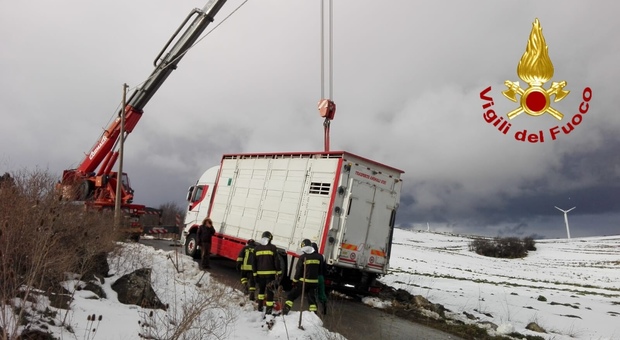 Avellino: camion finisce fuori strada, cento maiali salvati dai pompieri