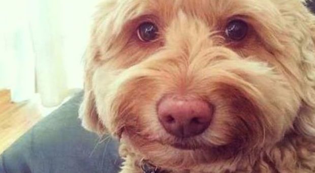 I cani riconoscono le nostre emozioni: uno studio spiega come fanno -Guarda