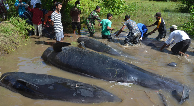 Indonesia, 32 balene spiaggiate: 10 sono morte