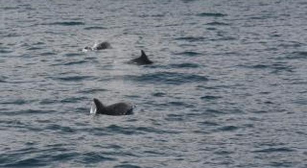 Che sorpresa per i bimbi dell'Istituto Nautico: in mare con i delfini a Punta Campanella